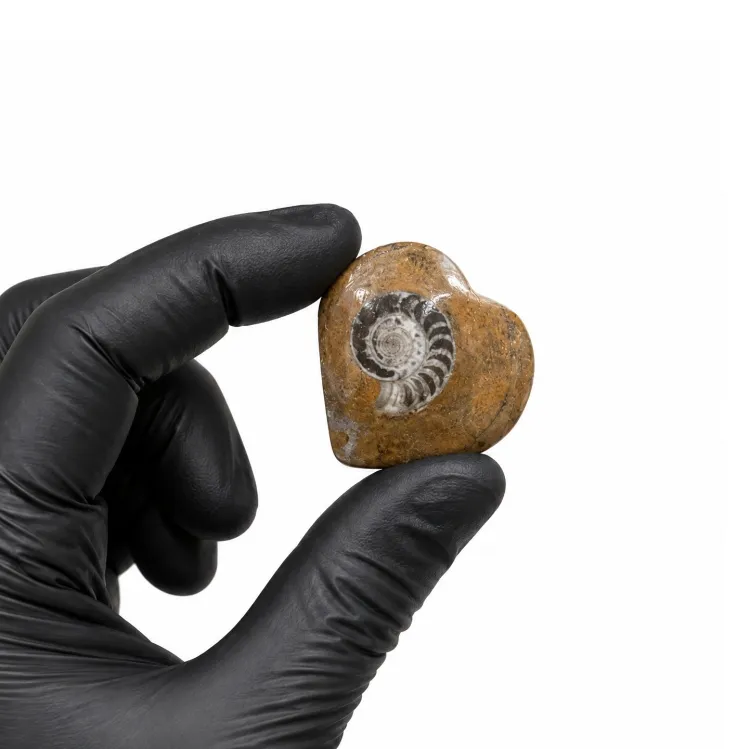 fossile a forma di cuore di goniatite (Gonioclymenia sp)