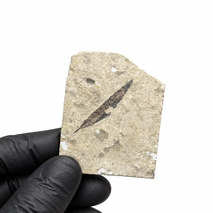 Green River Leaf Fossil (Various sp)