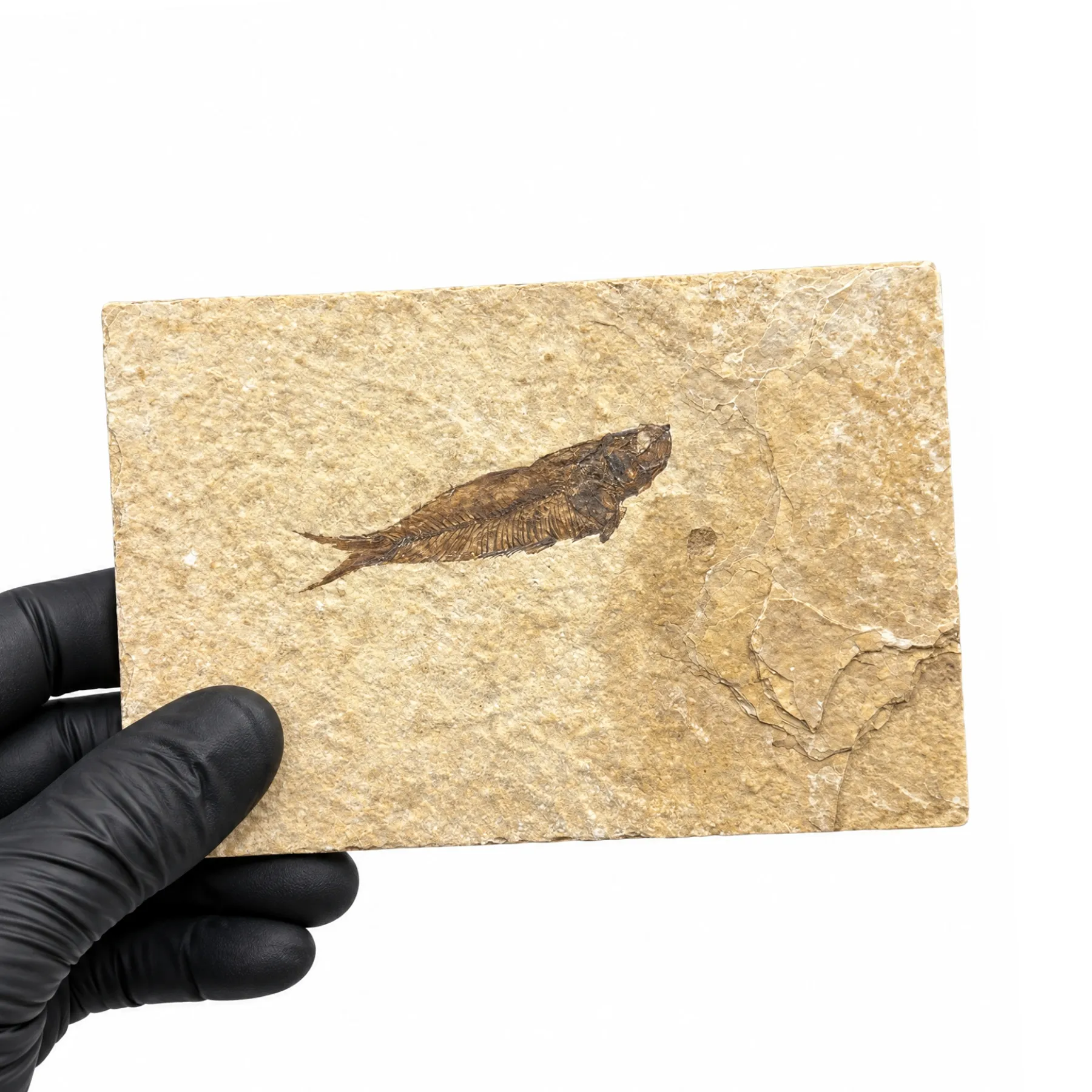 Minibeast 5.50 Inch Freshwater Herring Fossil (Knightia sp)