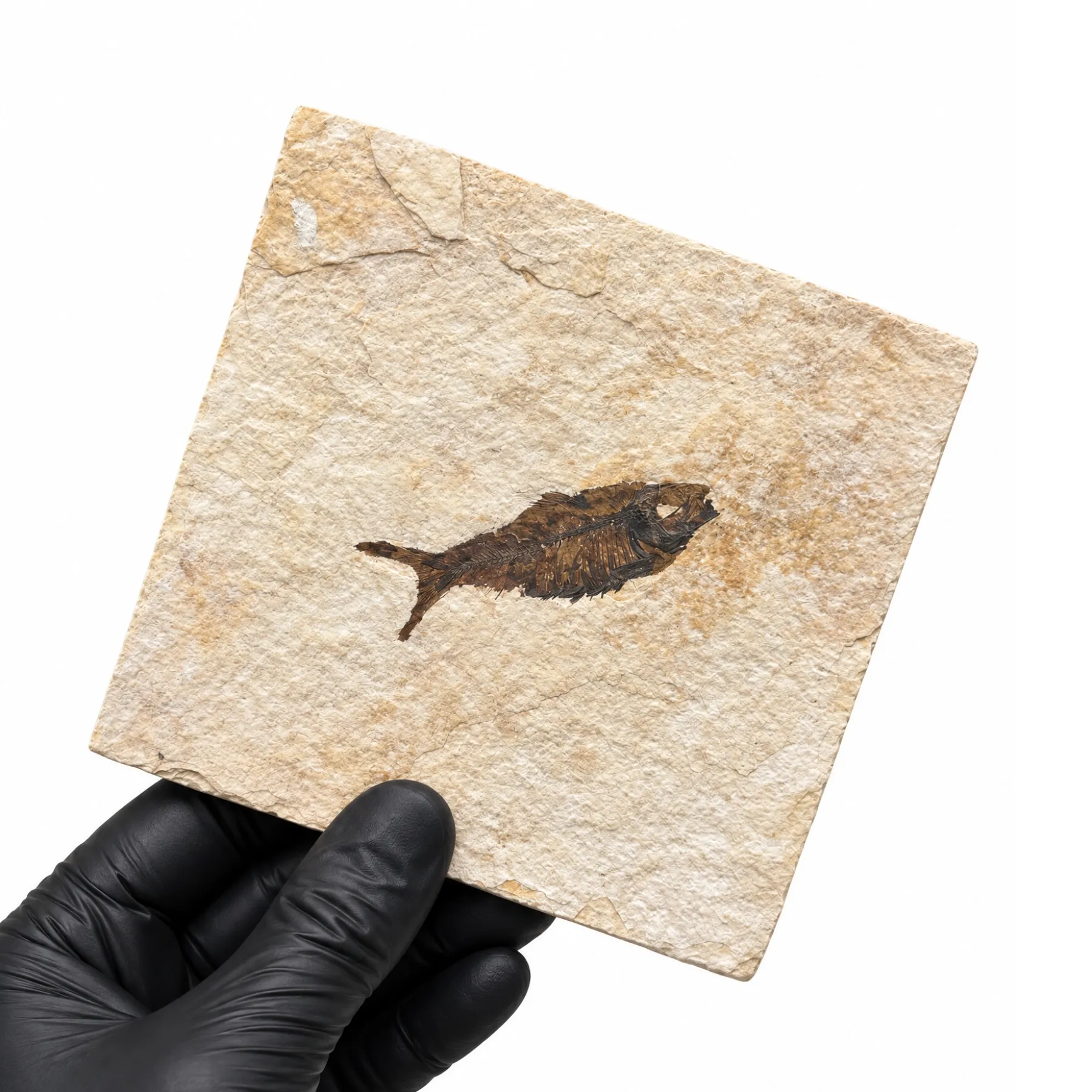 Minibeast 5.00 Inch Freshwater Herring Fossil (Knightia sp)