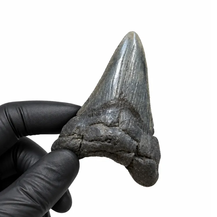 3.06 Inch Megalodon Shark Tooth Fossil (Carcharodon megalodon)