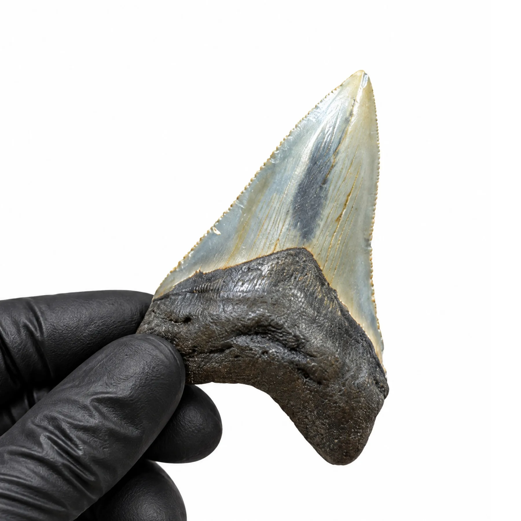 Minibeast 3.40 Inch Megalodon Shark Tooth Fossil (Carcharodon megalodon)