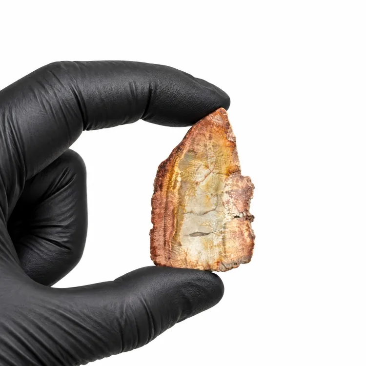 1.62 fossile di legno pietrificato da  pollici (Araucarioxylon arizonicum)