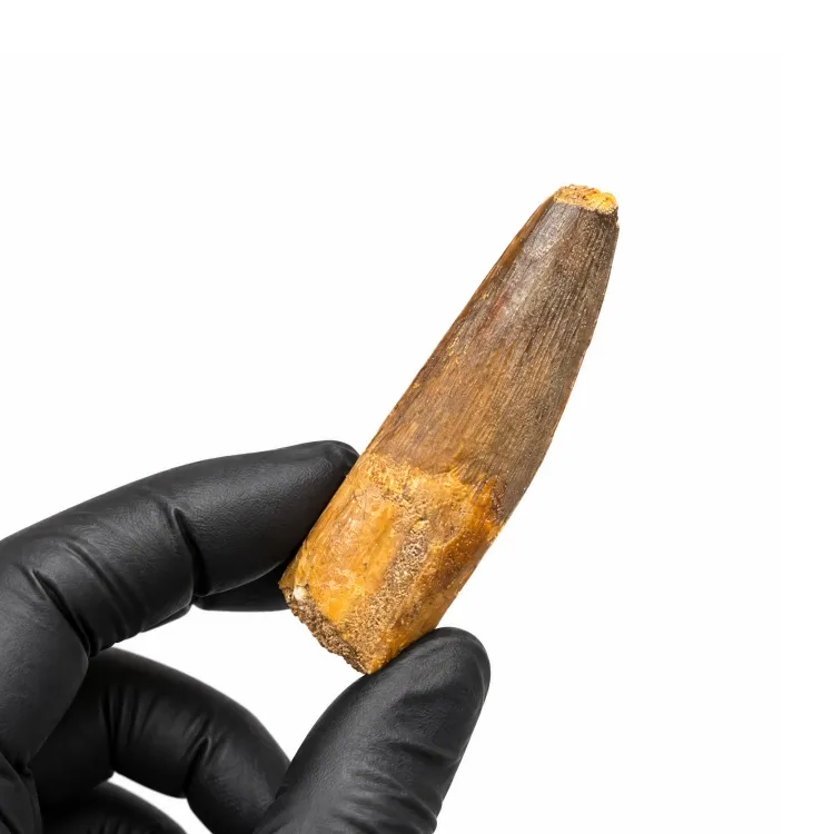 2.5 Inch Spinosaurus Dinosaur Tooth Fossil (Spinosaurus aegyptiacus)