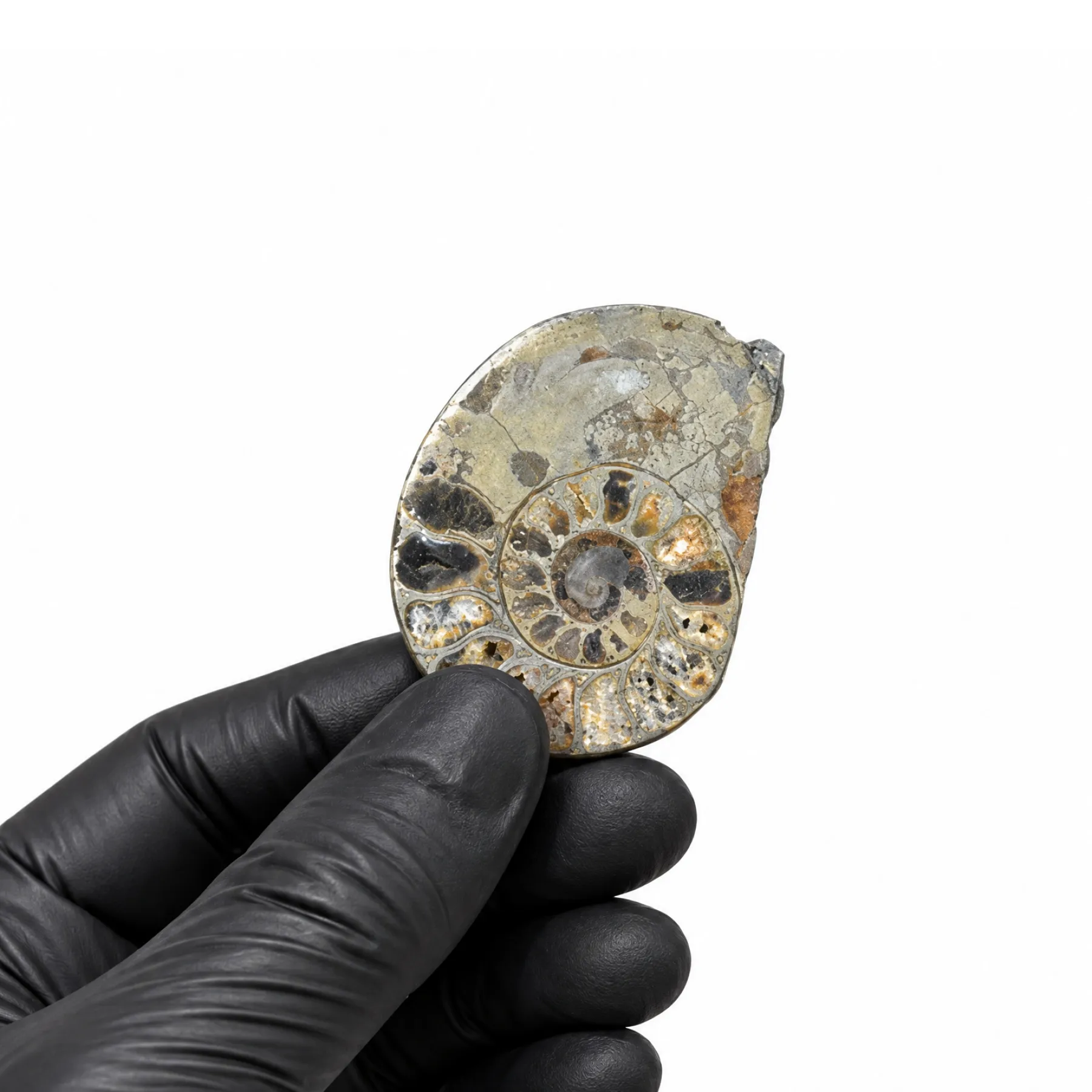 Minibeast Fossile d'Ammonite Taillé et Poli en Pyrite (Cleoniceras sp)