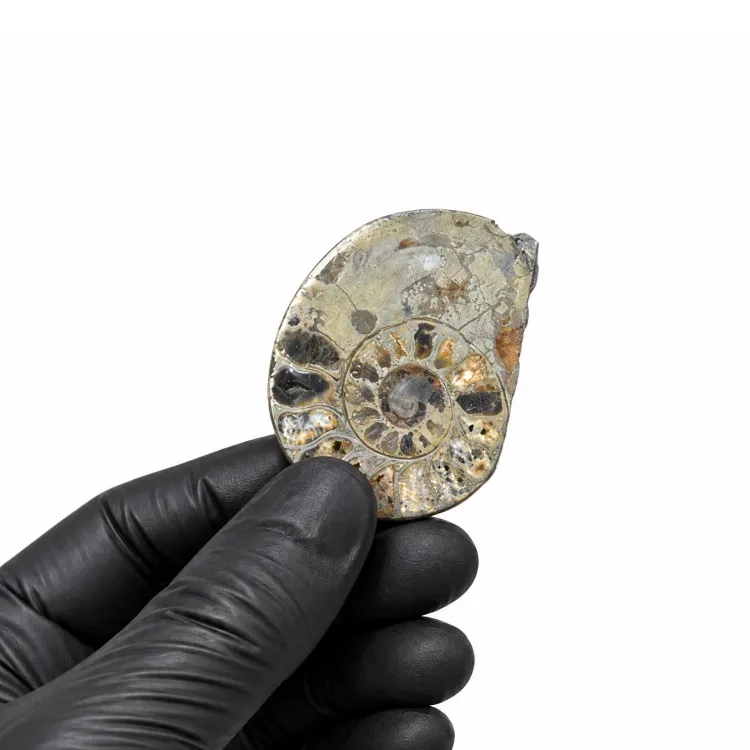 Fossile d'Ammonite Taillé et Poli en Pyrite (Cleoniceras sp)