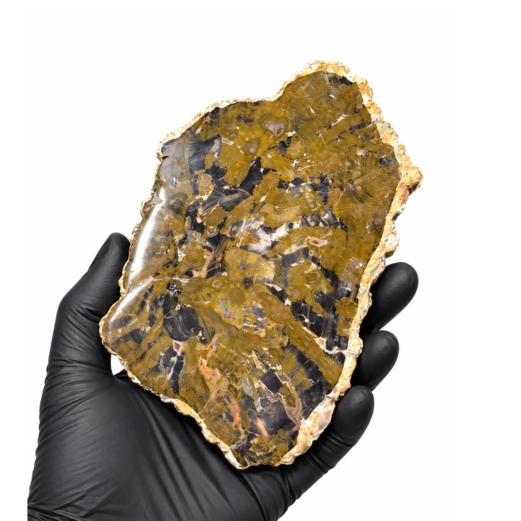 Minibeast 5.50 Inch Petrified Wood Fossil (Araucarioxylon arizonicum)