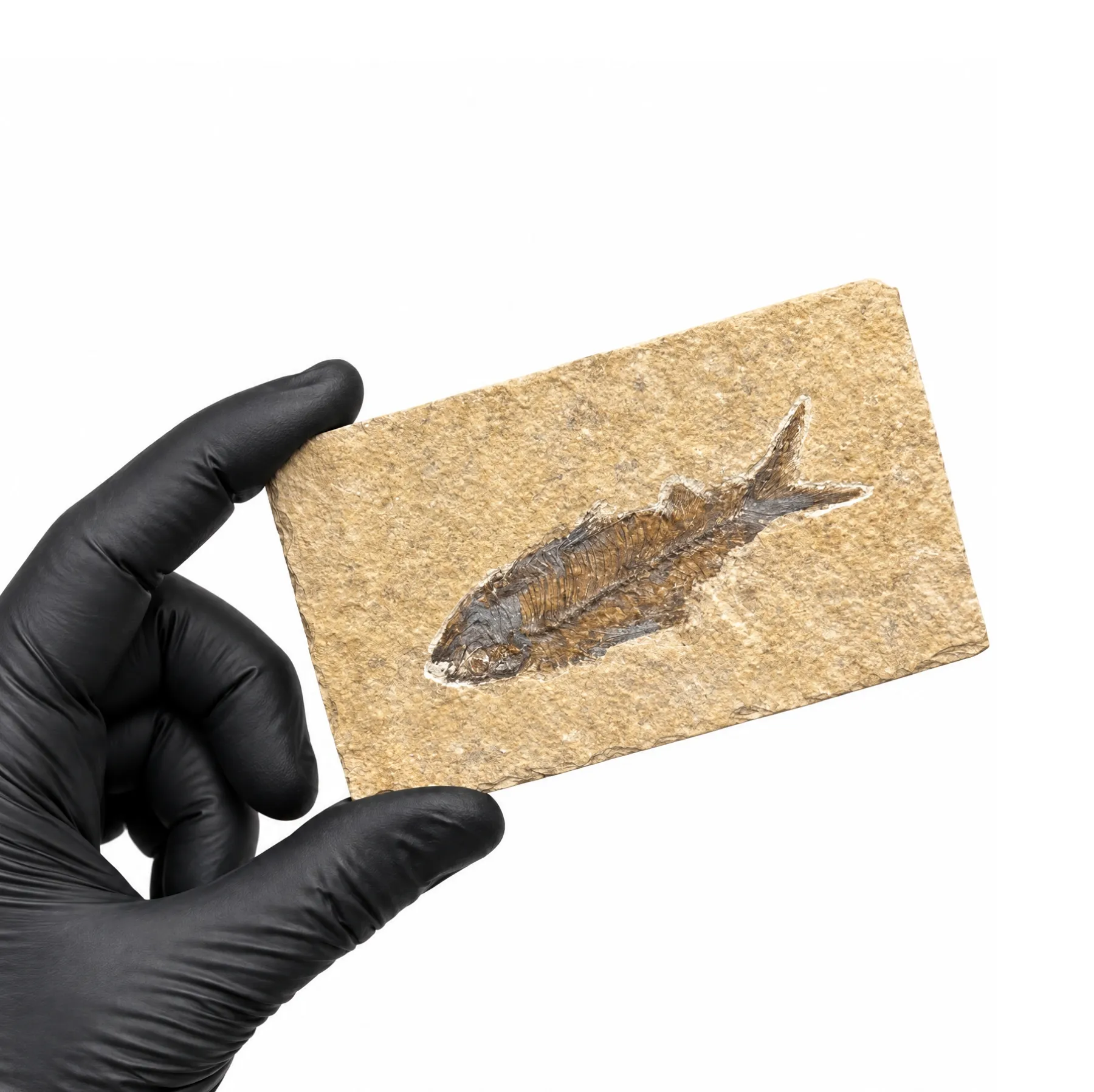 Minibeast 4.50 Inch Freshwater Herring Fossil (Knightia sp)