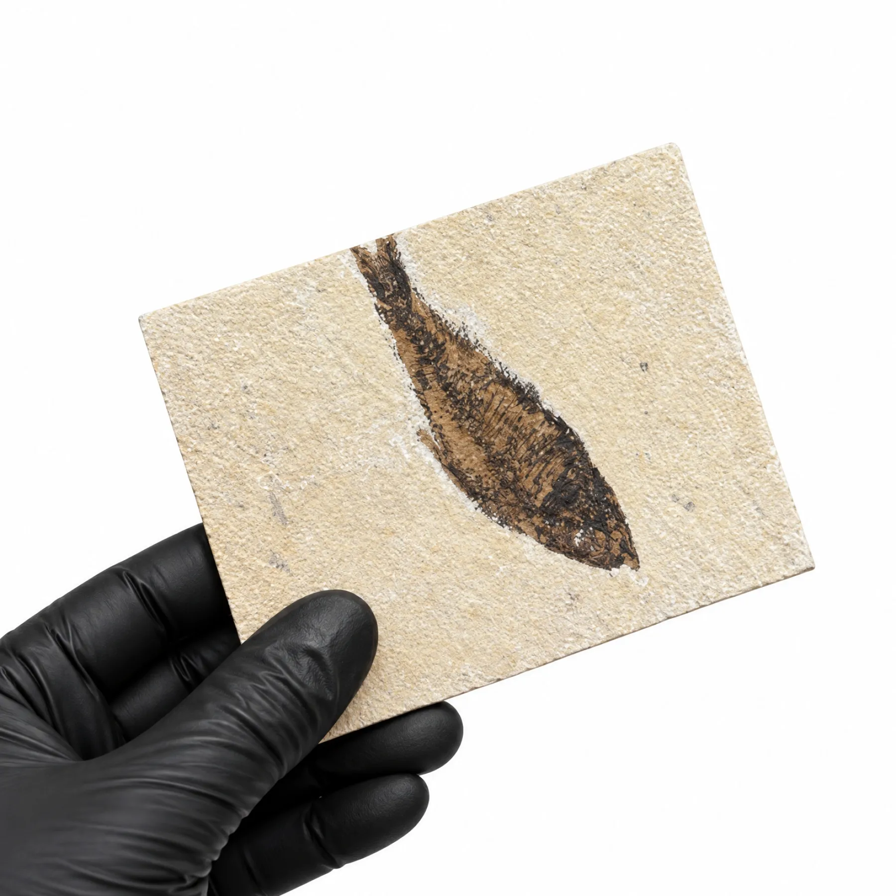 Minibeast 5 Inch Freshwater Herring Fossil (Knightia sp)