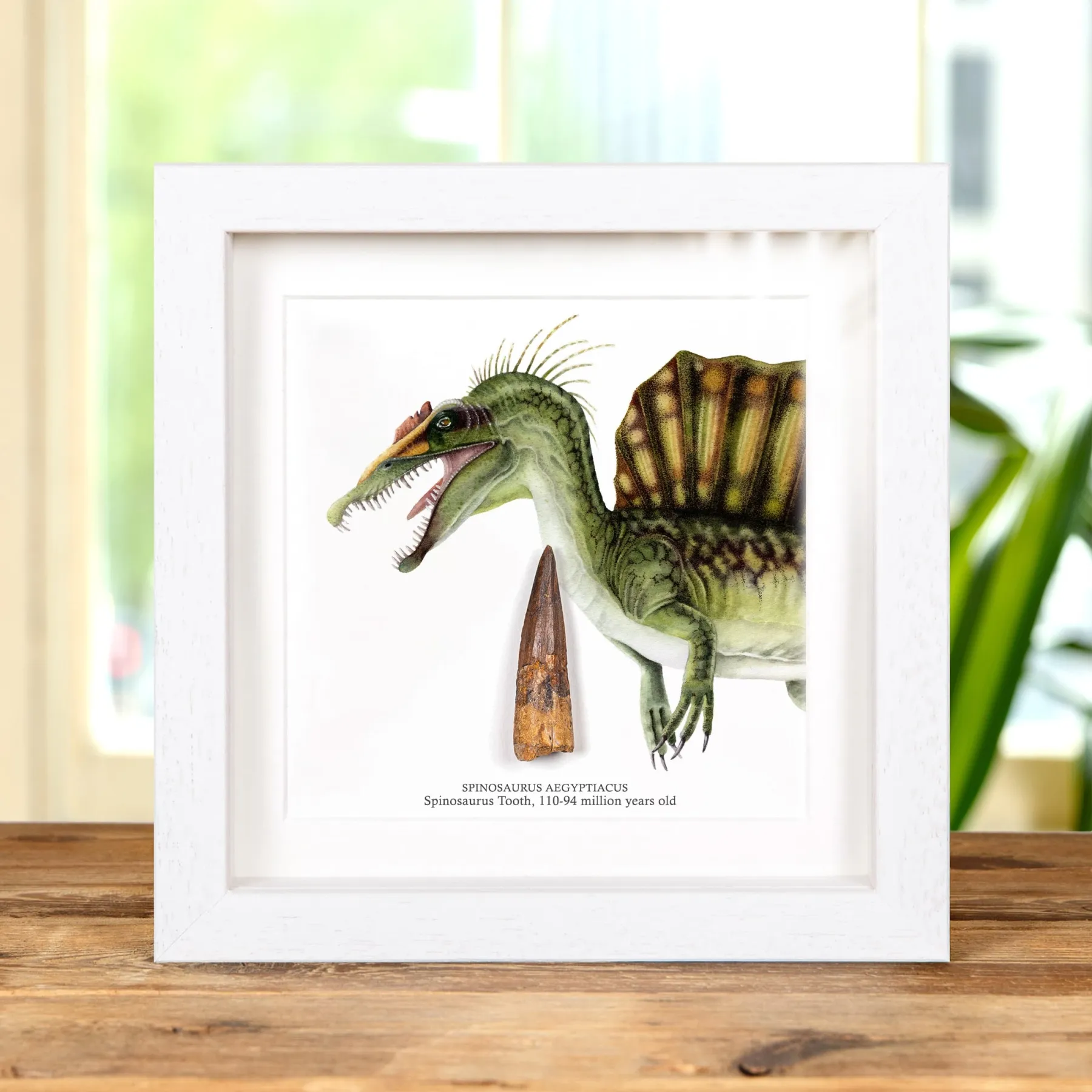 Minibeast Εικονογράφηση Χρώματος Spinosaurus και Απολιθωμένο Δόντι (Spinosaurus aegyptiacus)