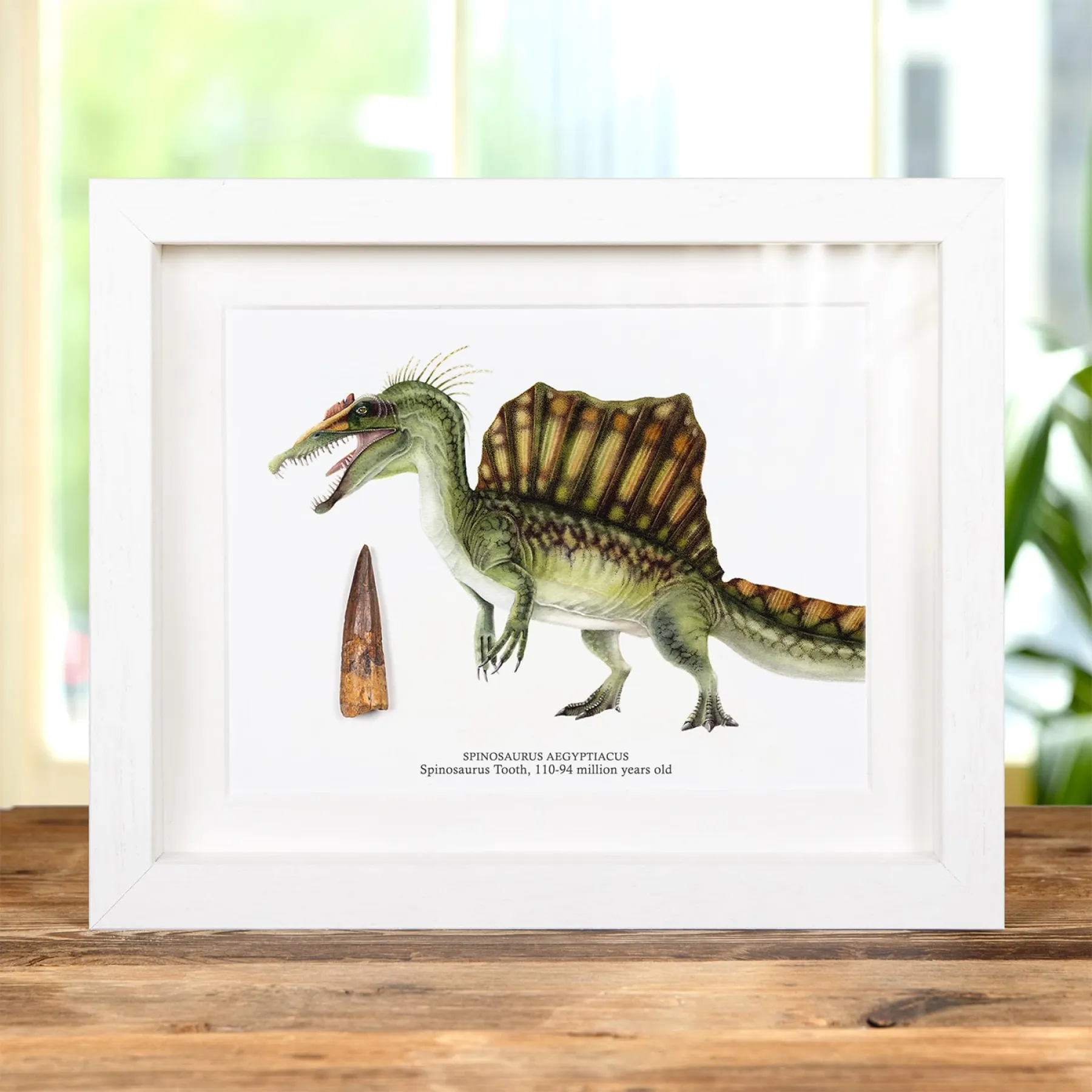 Spinosaurus Colour Illustration & Tooth Fossil (Spinosaurus aegyptiacus) Spinosaurus Colour Illustration & Tooth Fossil (Spinosaurus aegyptiacus)