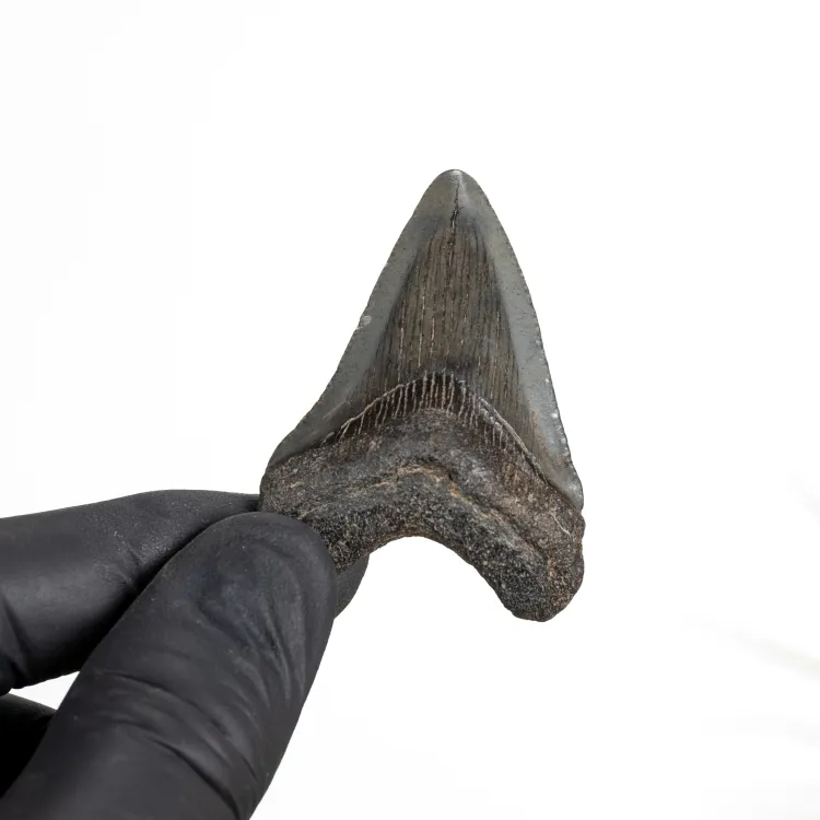 2 Inch Megalodon Shark Tooth Fossil (Carcharodon megalodon)