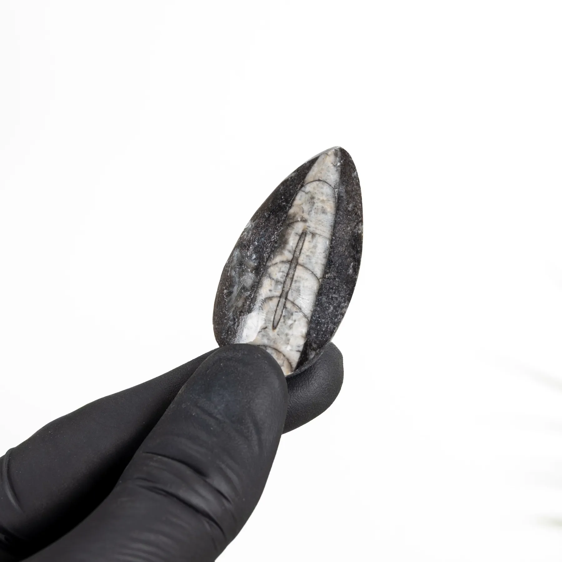Minibeast 2 Inch Orthoceras Pear Drop Fossil (Orthoceras sp)