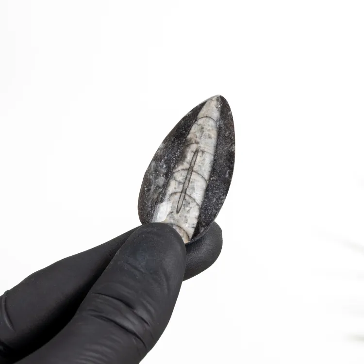 2 Inch Orthoceras Pear Drop Fossil (Orthoceras sp)