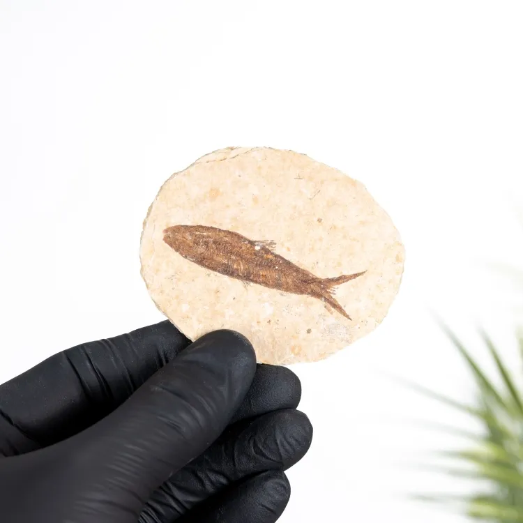 Freshwater Herring Fossil (Knightia sp)