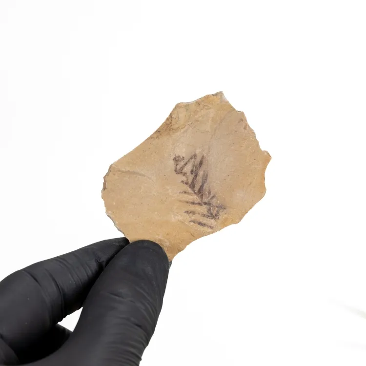 Fossile de Plante de Séquoia du Matin (Metasequoia)