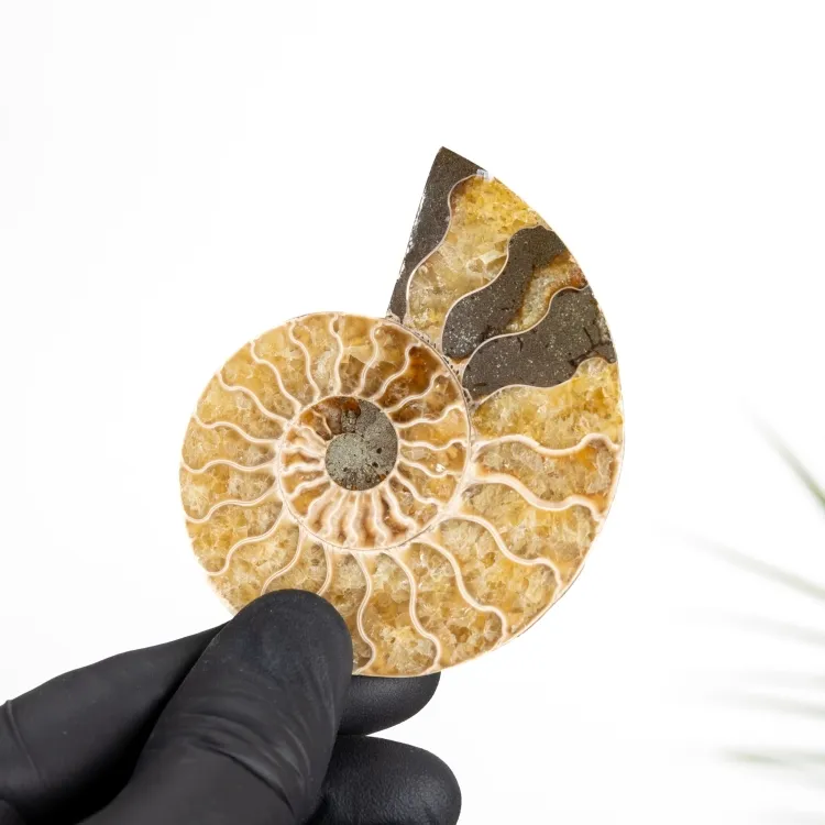 Yellow Cut &amp; Polished Ammonite Fossil (Cleoniceras sp)
