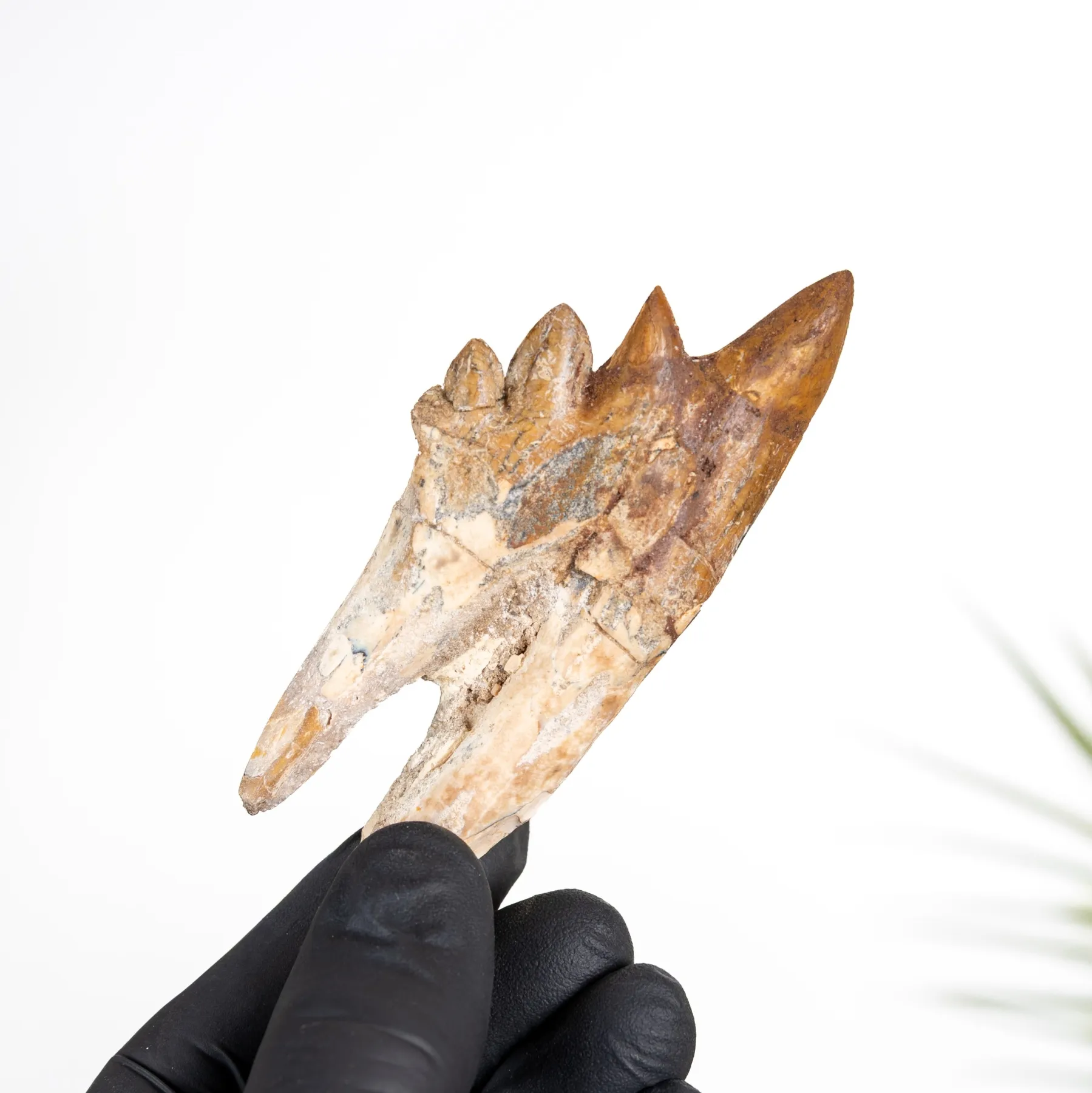 Minibeast 4 Zoll König Eidechse Verwurzelter Zahnfossil (Basilosaurus)