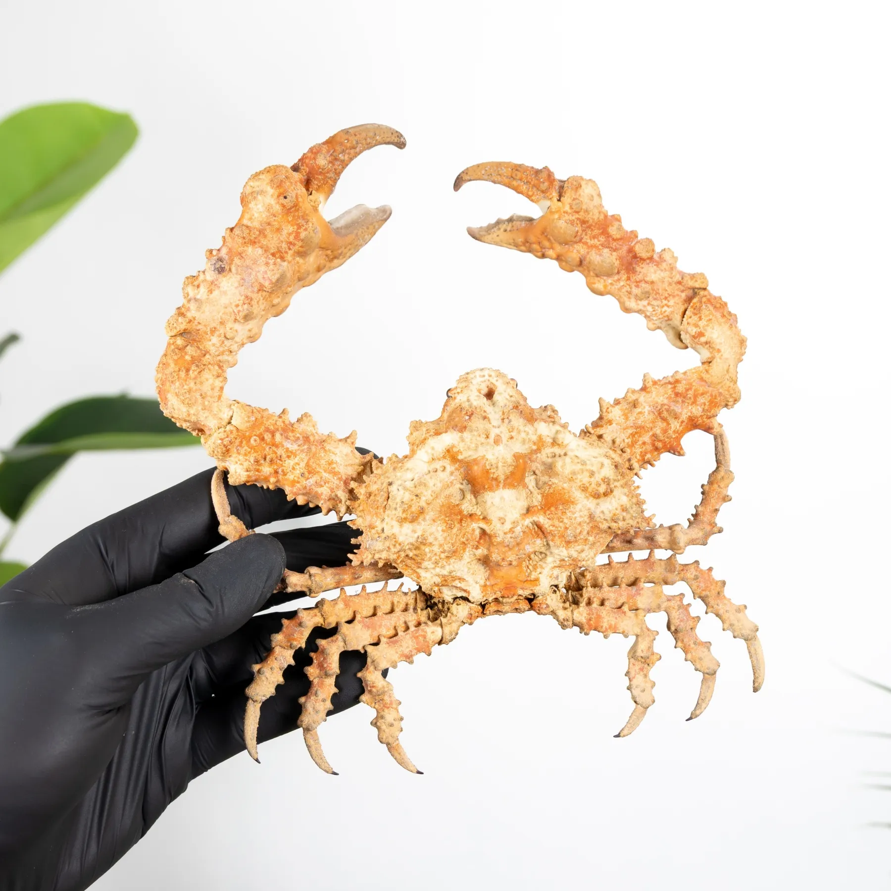 Minibeast Taxidermy Horrid Elbow Crab (Daldorfia horrida)
