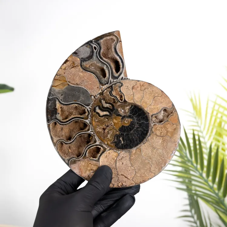 Rare 7,5 pouces Ammonite Noir Taillé et Fossile Poli (Cleoniceras sp)