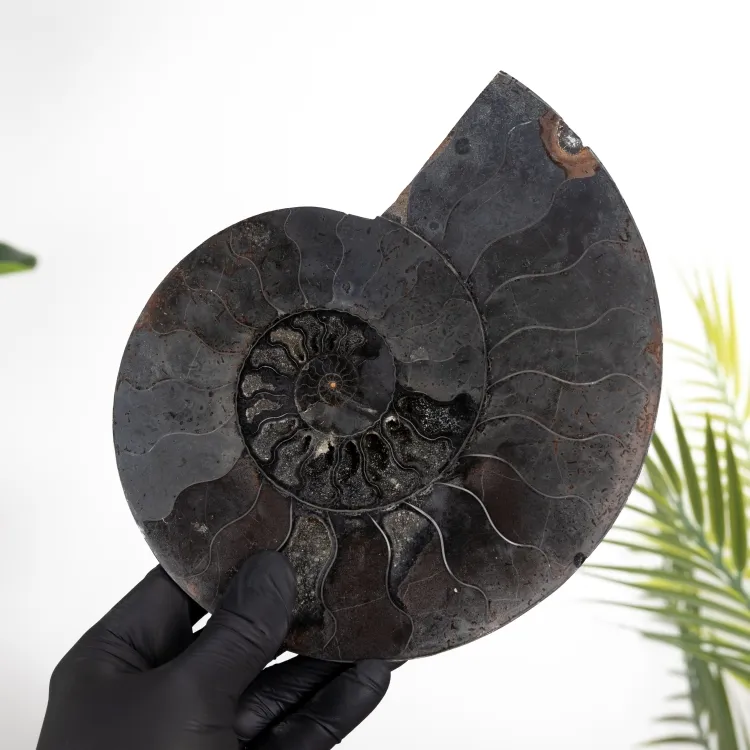 Rare 8 Inch Black Ammonite Cut & Polished Fossil (Cleoniceras sp)