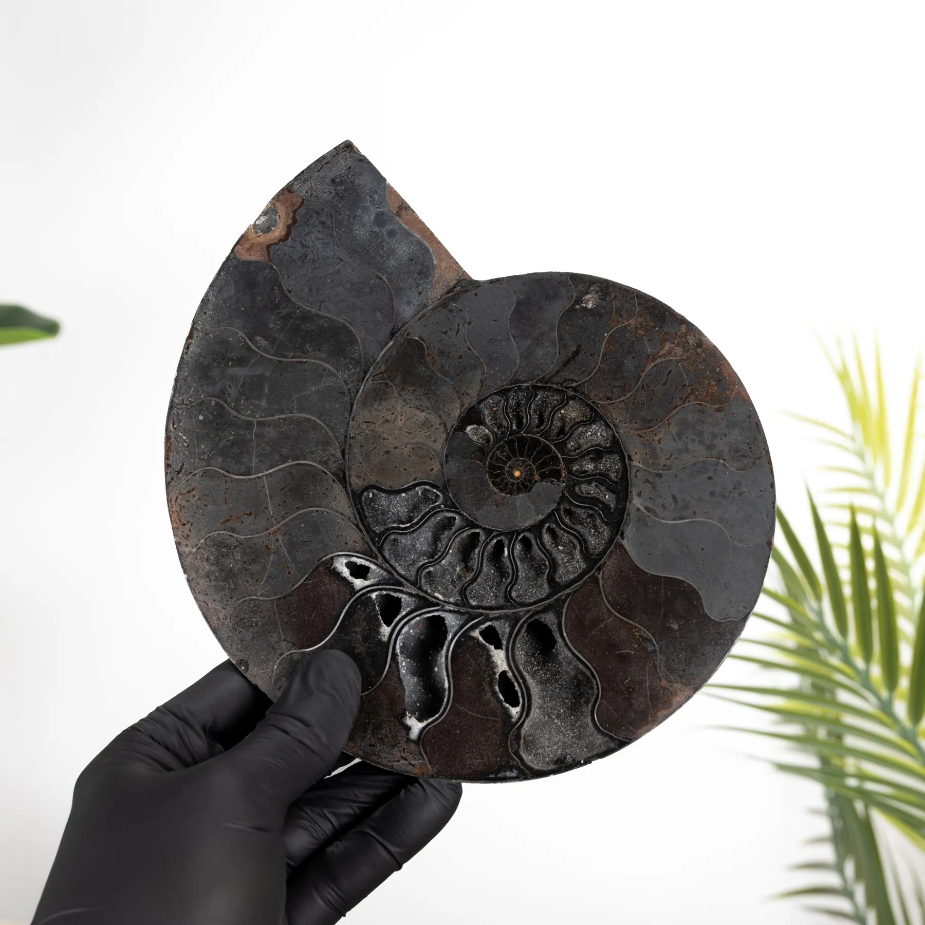 Minibeast Raro 8 pollici Ammonite Nero Tagliato e Fossile Lucidato (Cleoniceras sp)