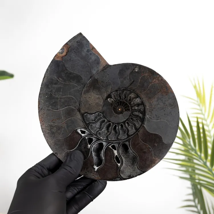 Rare 8 inch Black Ammonite Cut &amp; Polished Fossil (Cleoniceras sp)