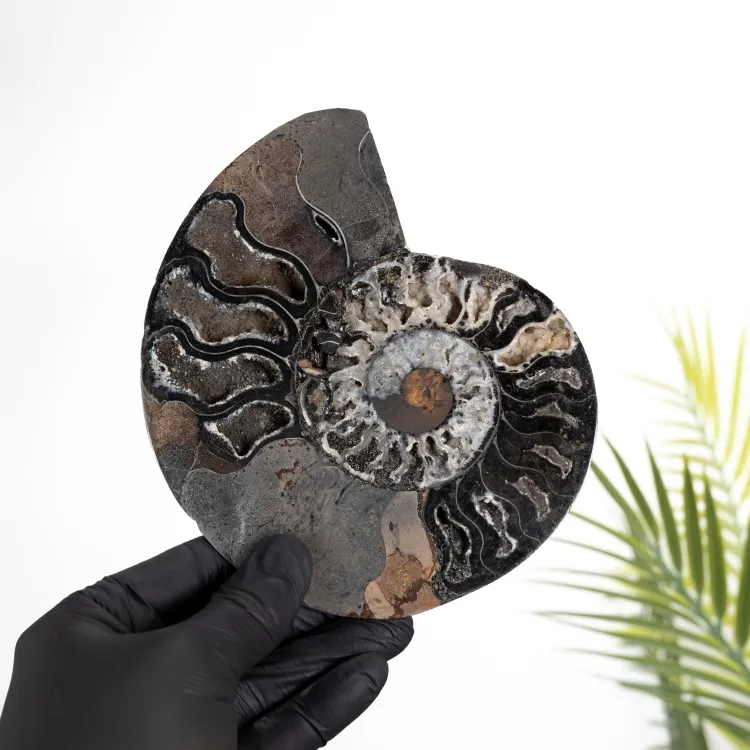 Raro 6,3 pollici Ammonite Nero Tagliato e Fossile Lucidato (Cleoniceras sp)