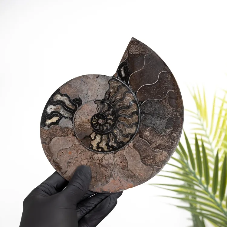 Rare 7.5 Inch Black Ammonite Cut &amp; Polished Fossil (Cleoniceras sp)