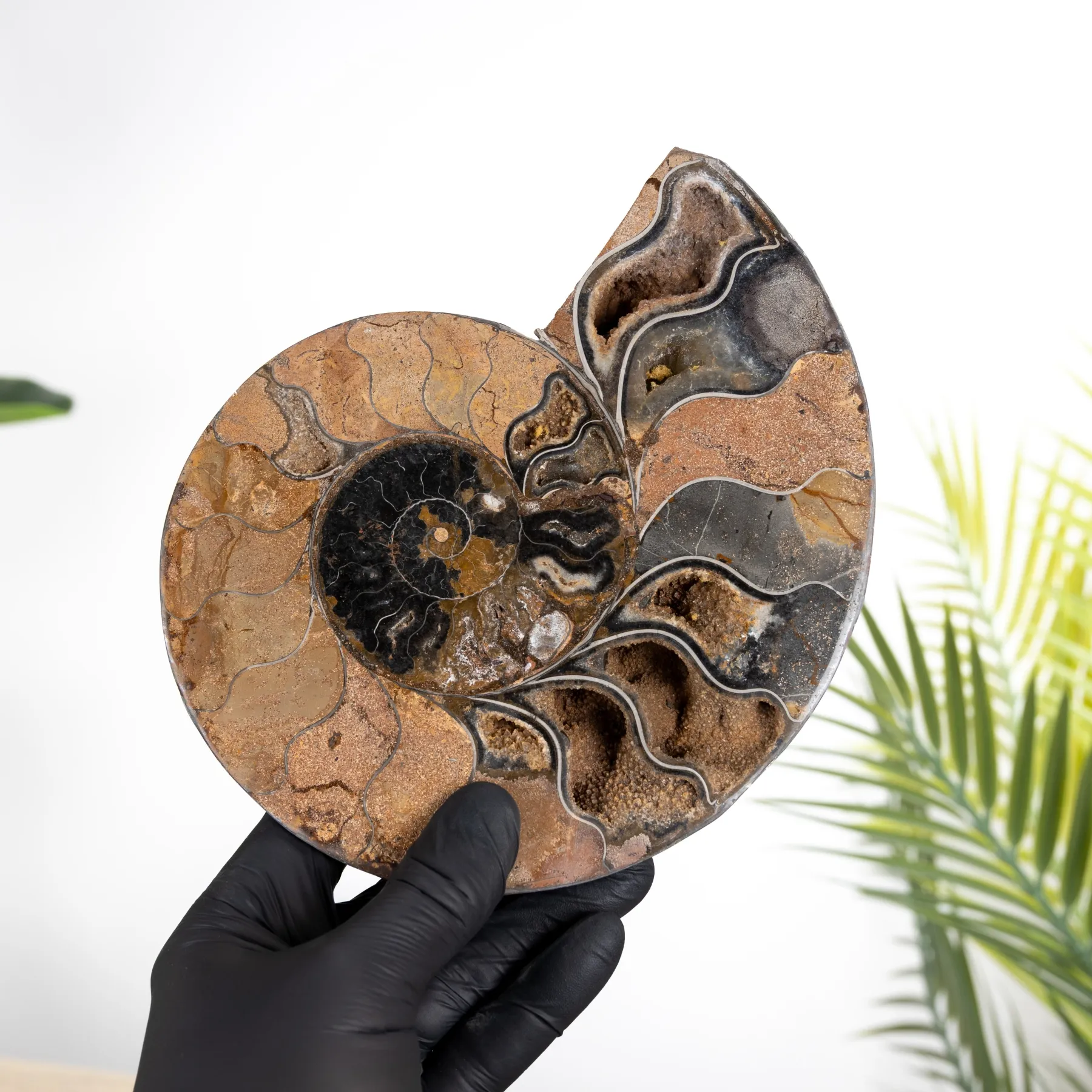 Minibeast Rare 7.5 inch Black Ammonite Cut & Polished Fossil (Cleoniceras sp)