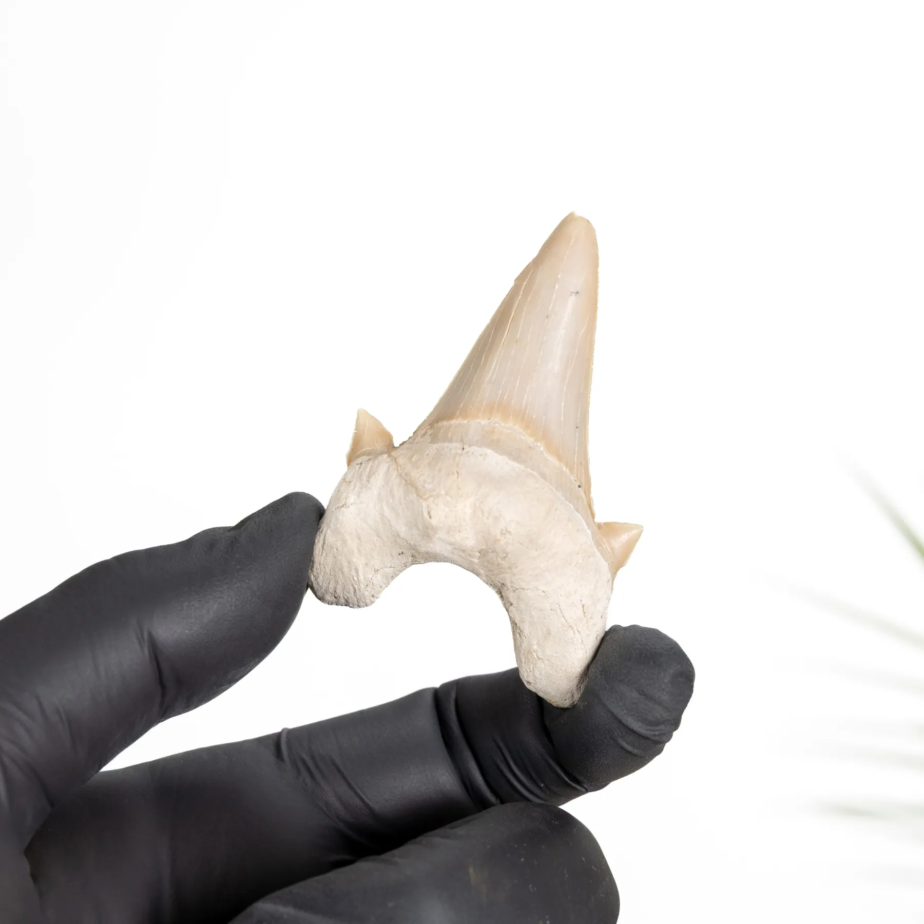 Minibeast Mako-Hai-Fossil (Otodus obliquus)
