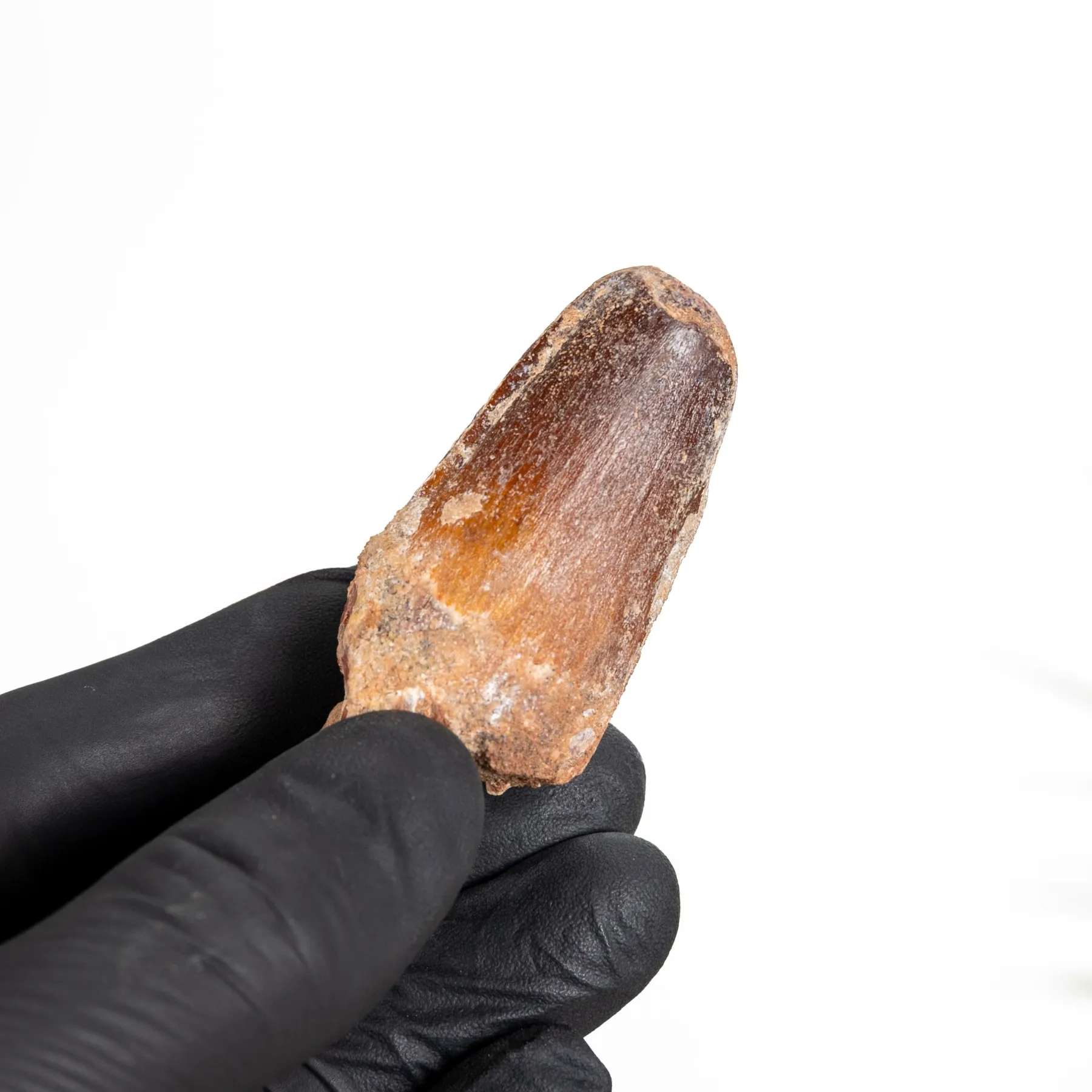 Minibeast fossile di dente di dinosauro spinosaurus (Spinosaurus aegyptiacus)