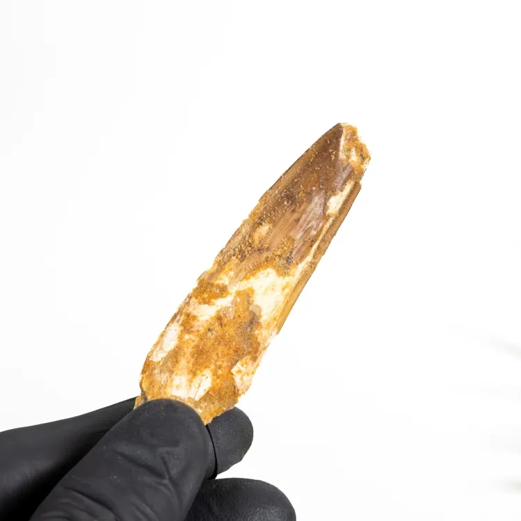 C Grade - Spinosaurus Dinosaur Tooth Fossil (Spinosaurus aegyptiacus)