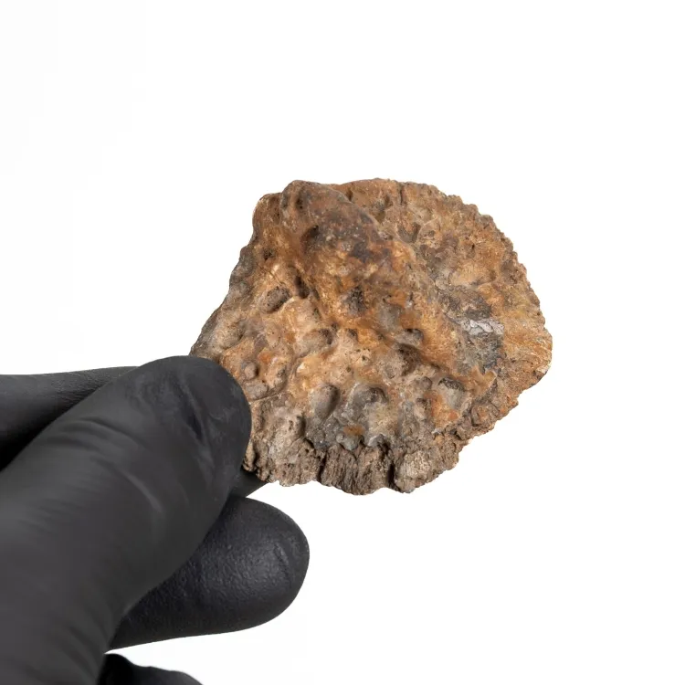 American Alligator Scute Fossil (Alligator mississippiensis)