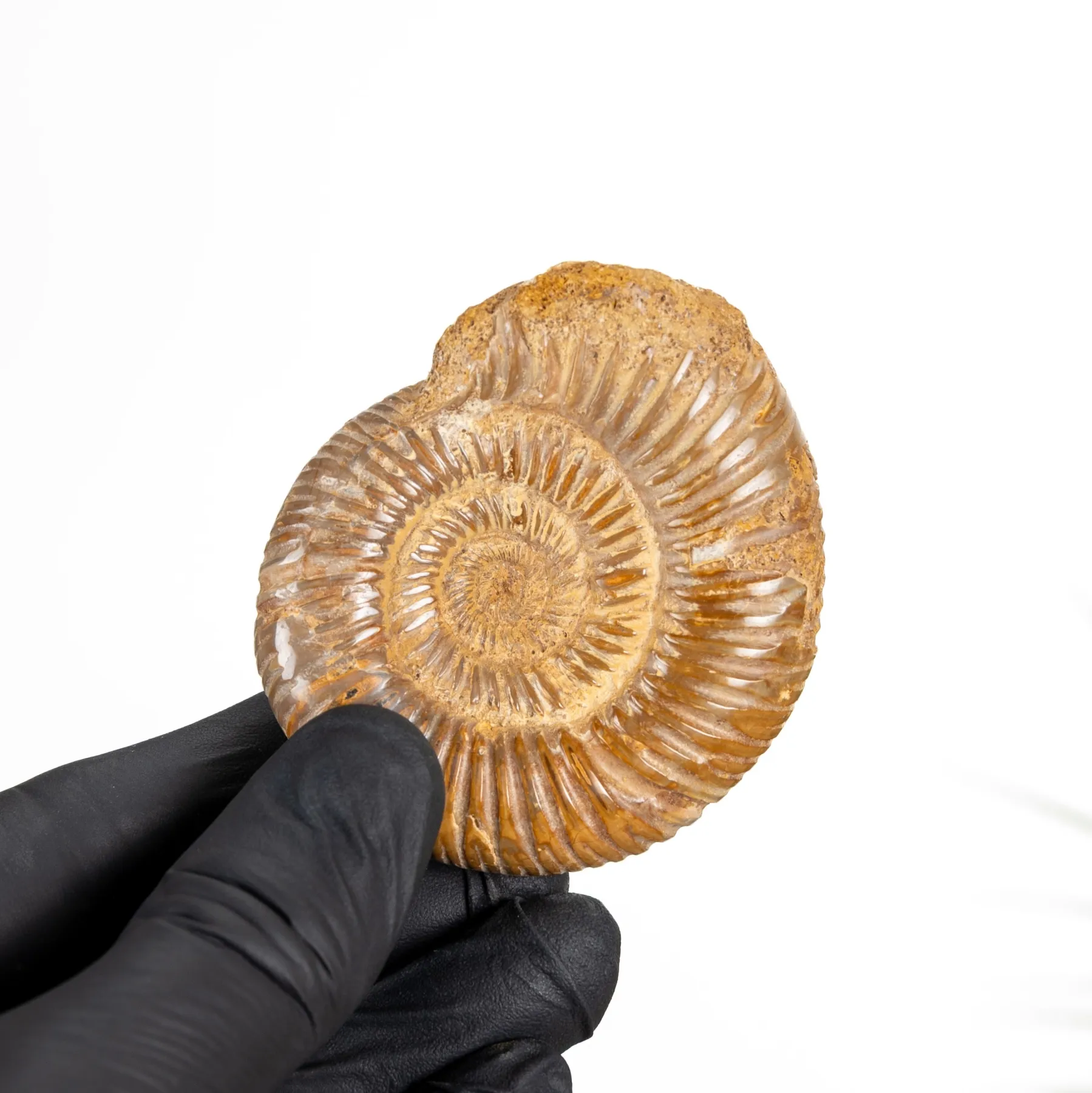 Minibeast Fossile D'Ammonite Entière à Épine Blanche Poli (Cleoniceras sp)