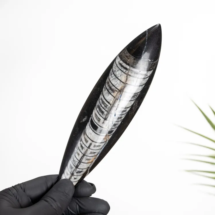 5 Inch Orthoceras Pear Drop Fossil (Orthoceras sp)