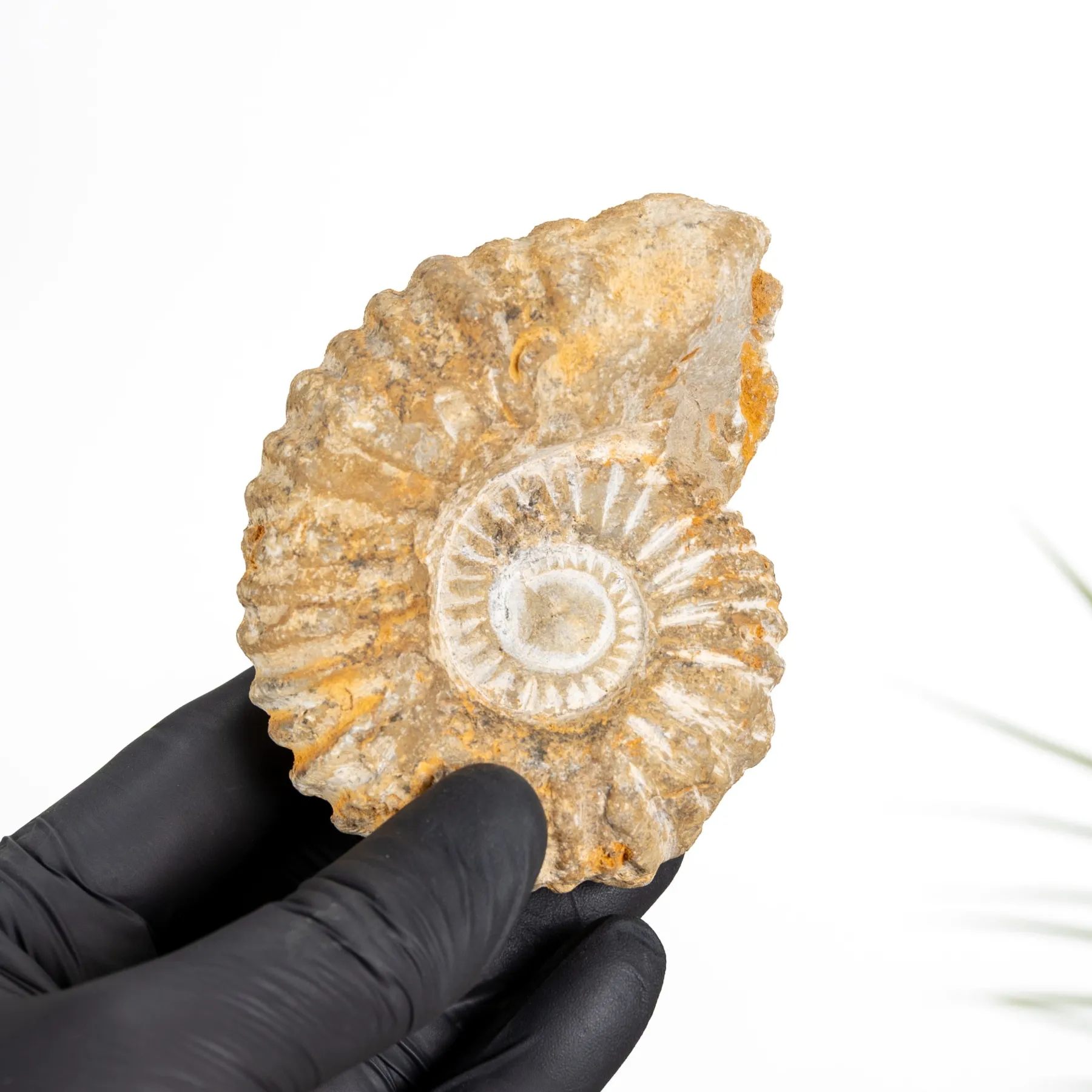 Minibeast Kleines Agadir Ammonit Fossil (Acanthoceras sp)
