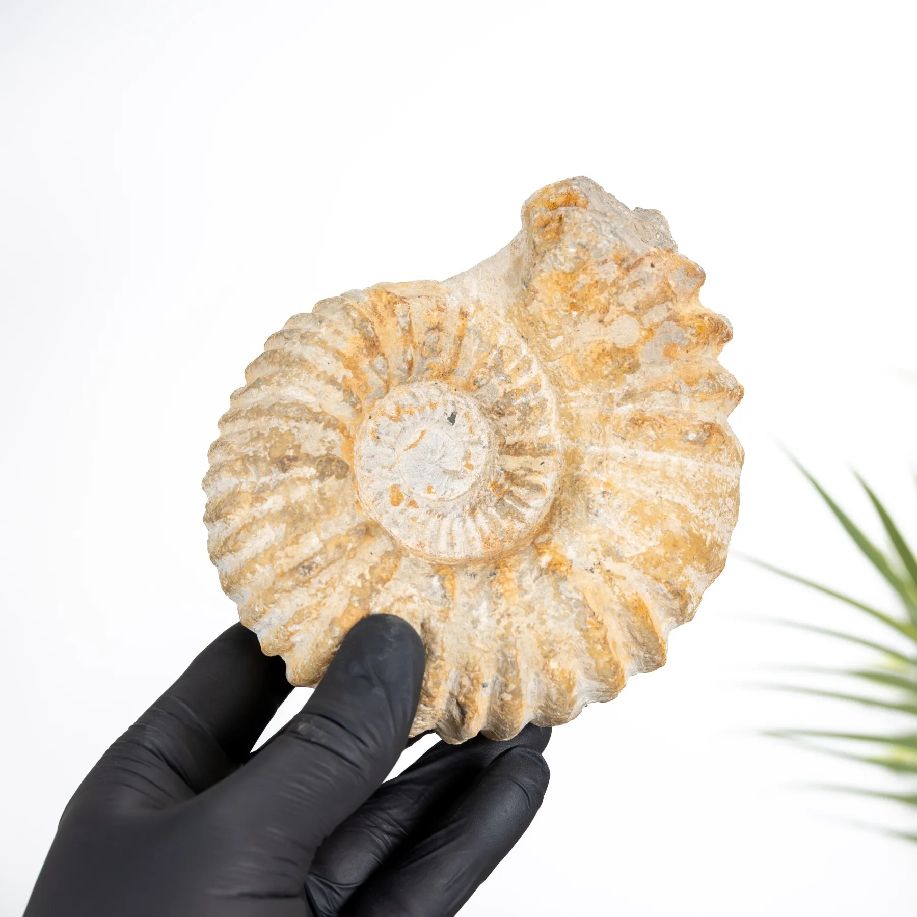 Minibeast Agadir Ammoniet Fossiel (Acanthoceras sp)