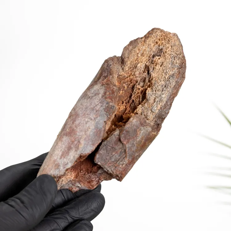 Fossile de Os de Dinosaure Brut