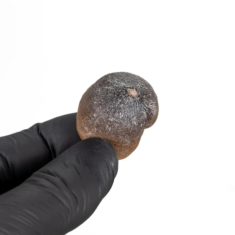 Fossile di Dente di Mosasauro Globidens (Igdamanosaurus aegyptiacus)