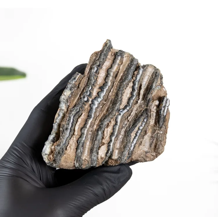 4,68 Zoll Teilweiser Wollhaarmammut Zahn (Mammuthus sp)