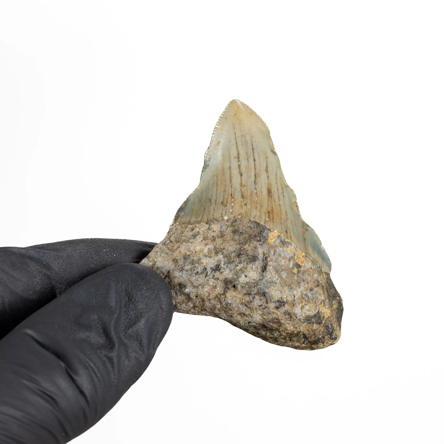 Minibeast B Grade 2.07 Inch Megalodon Shark Tooth Fossil (Carcharodon megalodon)