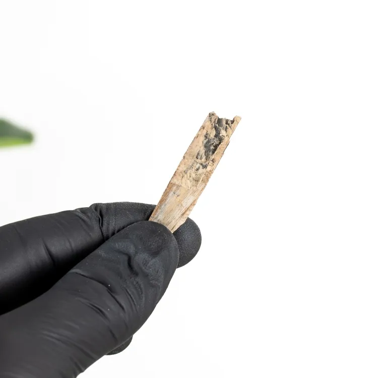 Siberian Mammoth Tusk Fragment (Mammuthus primigenius)