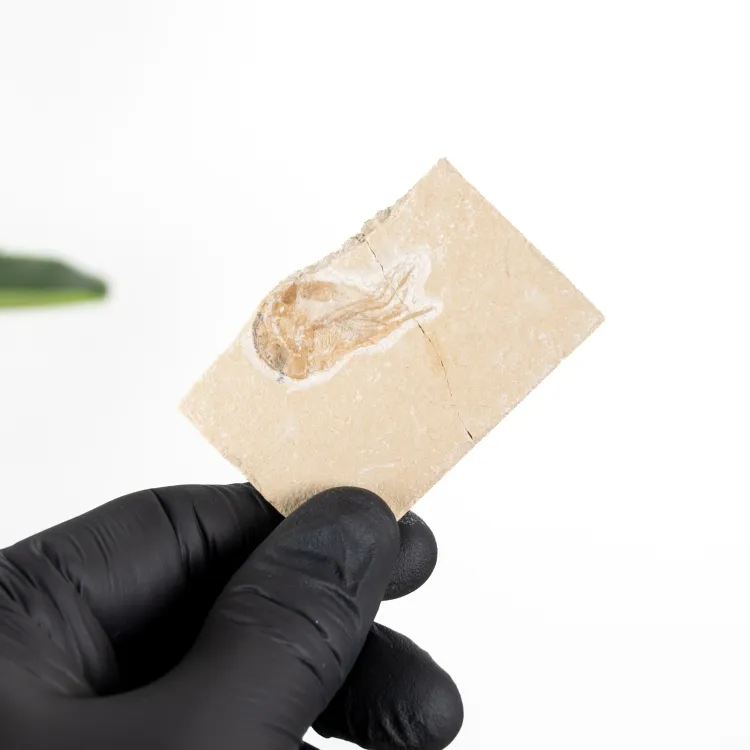 2,41 Zoll Garnelenfossil auf Matrix (Carpopenaeus sp)