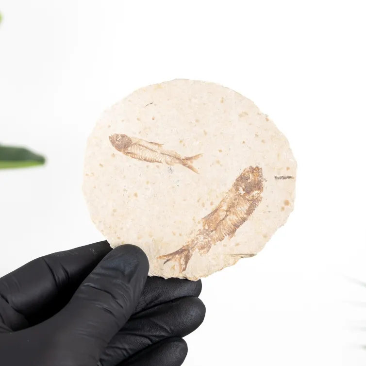 Natural Double Freshwater Herring Fossil (Knightia sp)