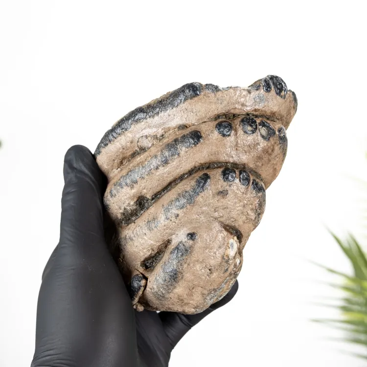 5.44 Inch Partial Woolly Mammoth Tooth (Mammuthus sp)