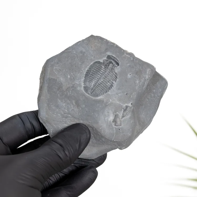 Elrathia Trilobite Fossil (Elrathia sp)