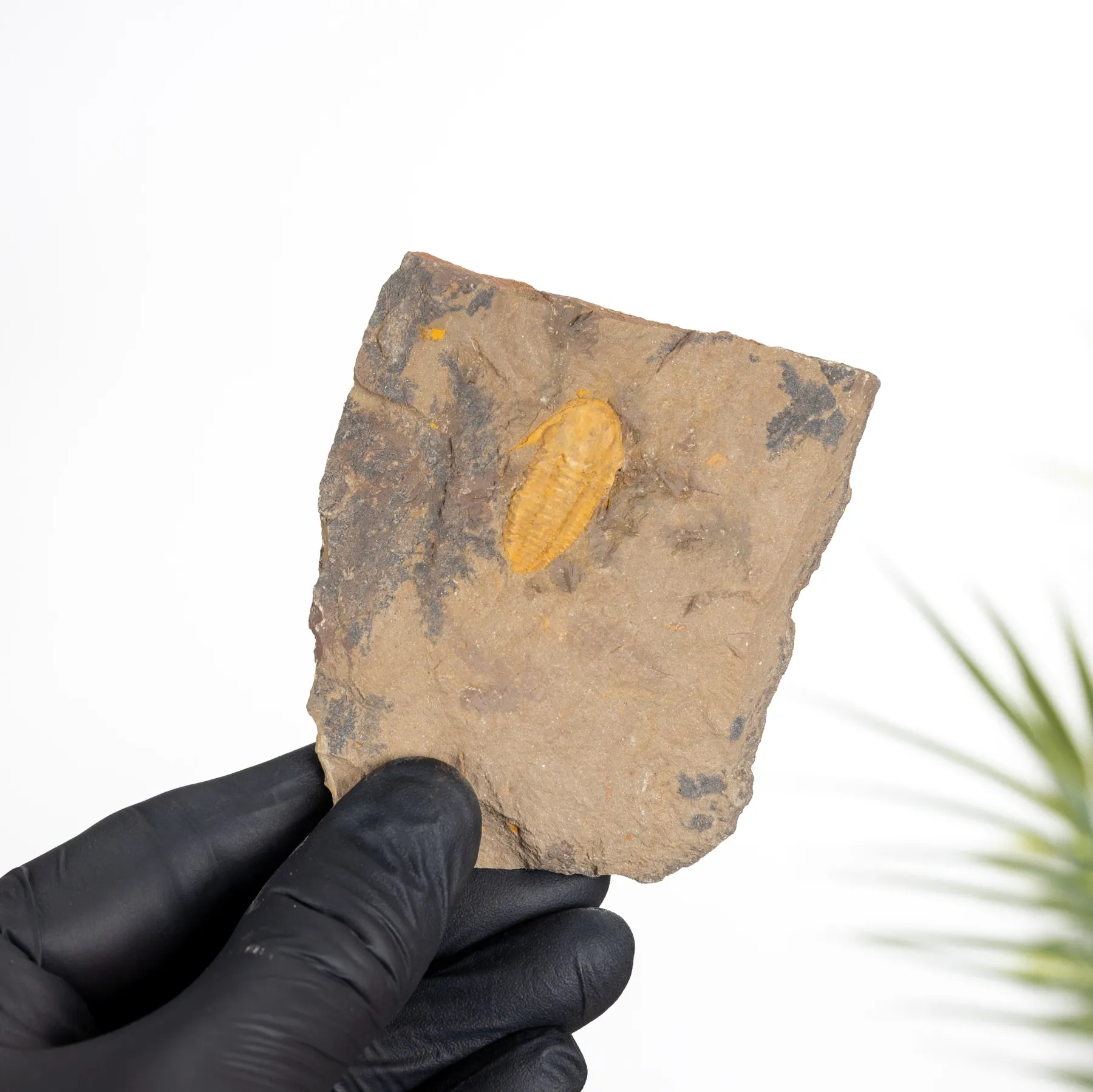 Minibeast Fósil de Trilobite Cámbrico (Redlichiida sp)