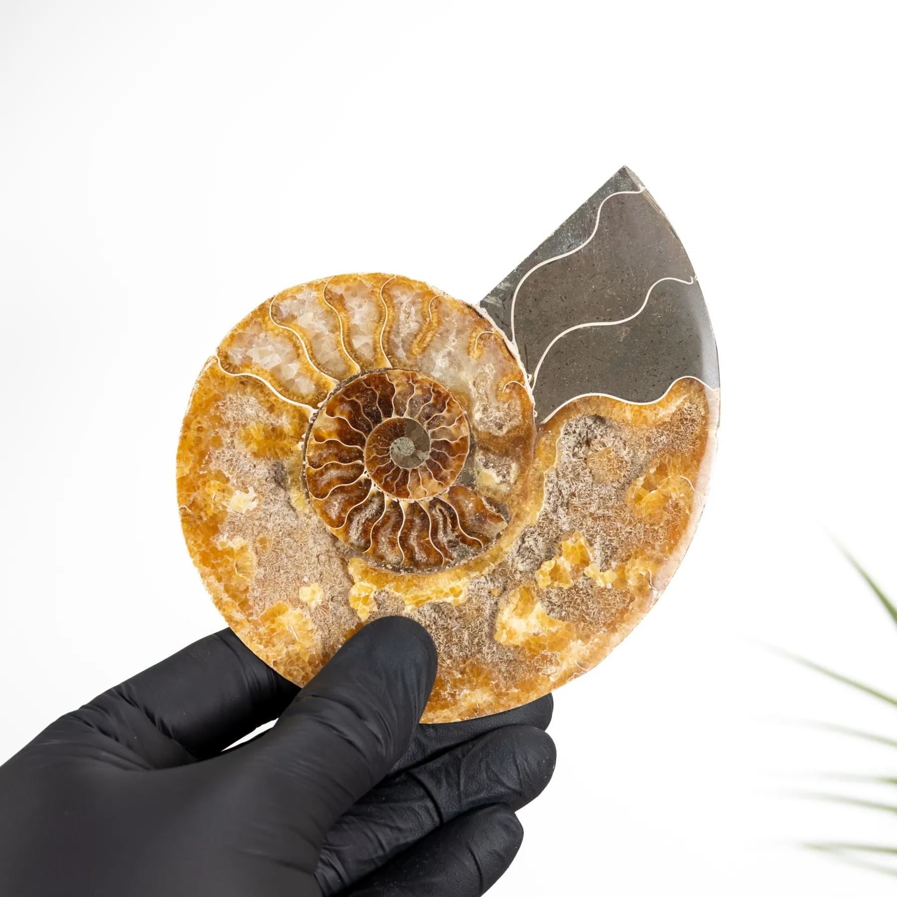 Minibeast 5 Zoll Geschnitten & Polierter Ammonitfossil (Cleoniceras sp)