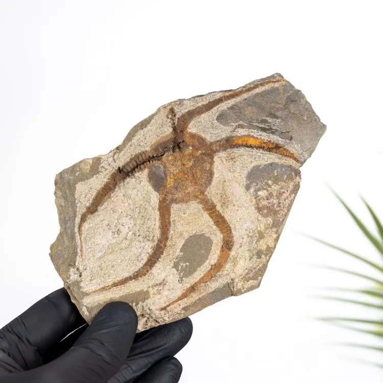 Brittle Starfish Fossil (Ophiura sp)
